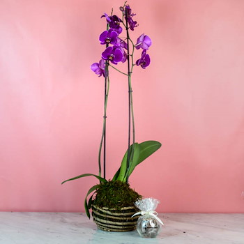 Orchid Basket 14