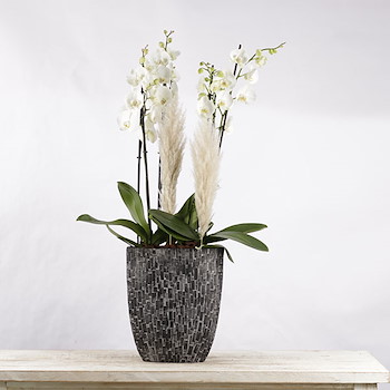 Orchid And Pampas 2