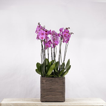 Purple Orchid Brown Square