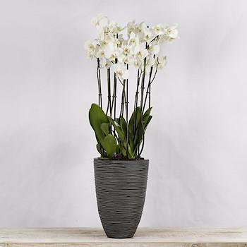 White Orchid Black Vase