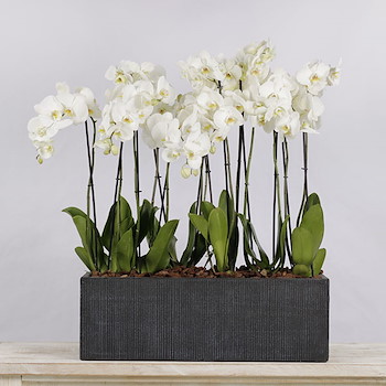 Orchids Plants Box 2\t\t