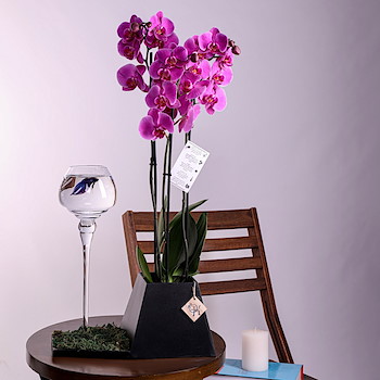 Fish And Orchid 2
