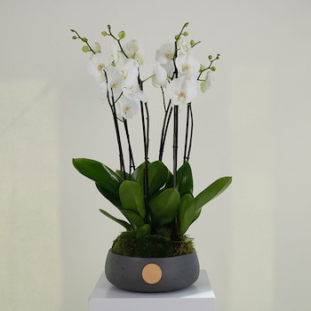Orchidia II