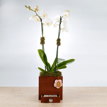 15% OFF - The Tall Orchid