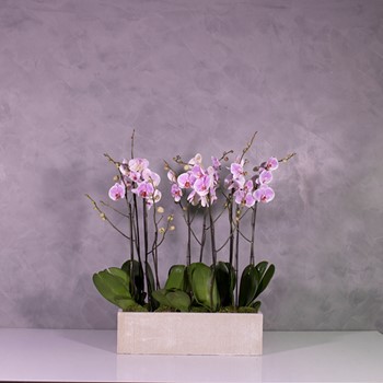 Orchids Pink 1
