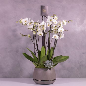 Orchids Planter 5