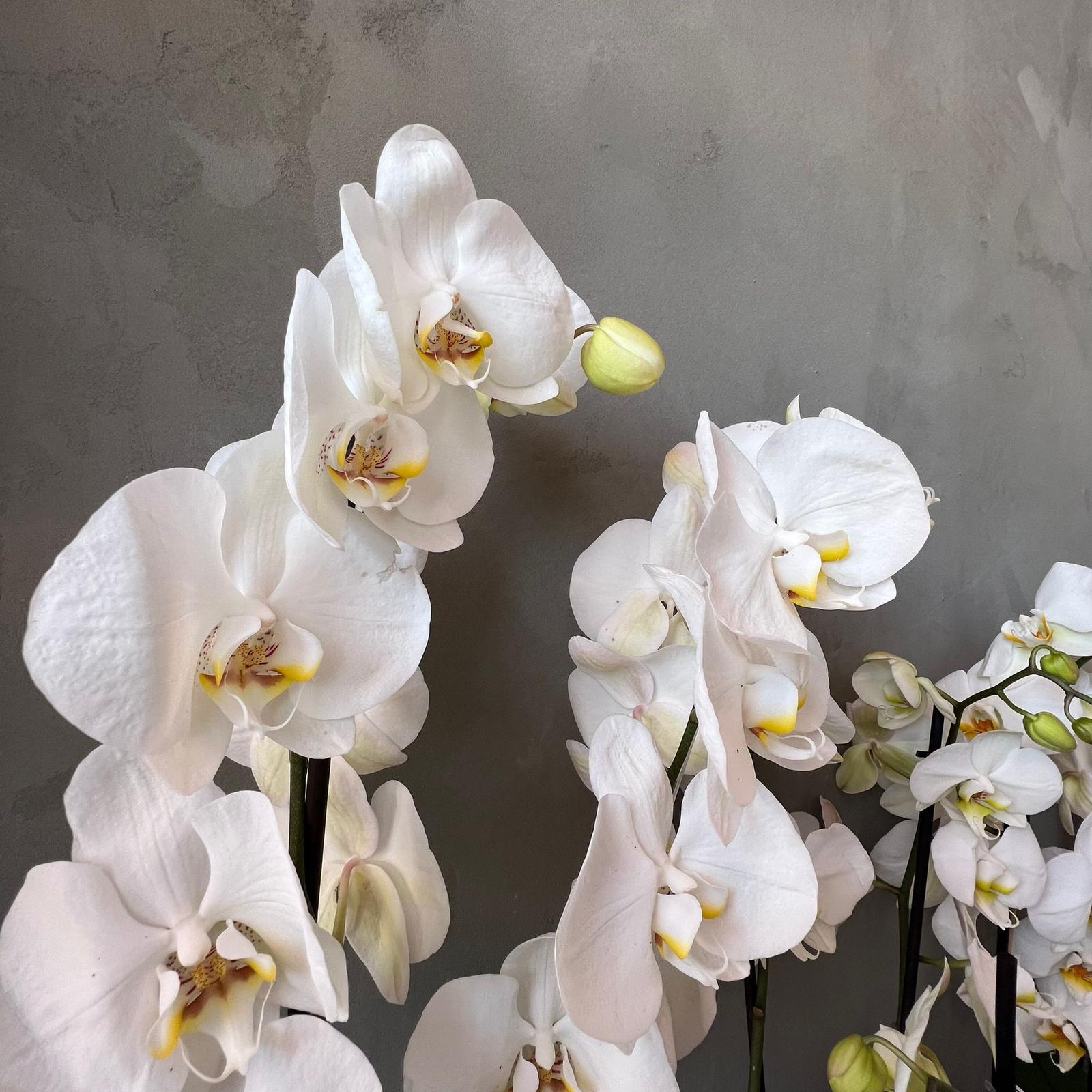 Orchid Hollandi