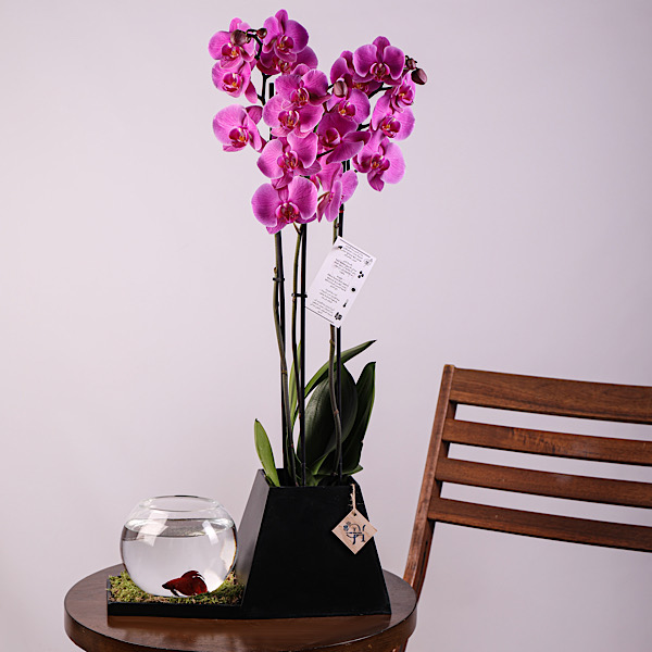 Orchid Hollandi